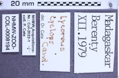 Etiketten zu Lycoreus cyclops (Candèze, 1865) (NHMW-ZOO-COL-0008194)